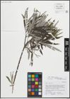 Foto von Salix eleagnos Scop.